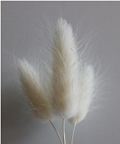 Лагурус Bleached White пучок 1шт