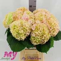 Гортензия My Beautiful Pink Touch d20 дл.60 1шт 