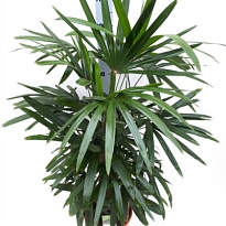 Рапис Экселза d17 h70 1шт