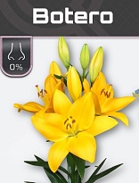 Лилия La Botero 4+ 10шт