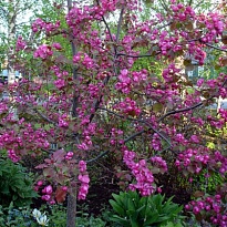 Яблоня декоративная Рудольф/Цв.Кор.