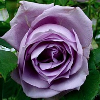 Роза Клайминг Блю Мун плетистая /Цв.Кор