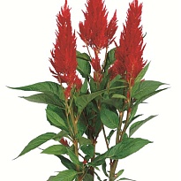 Целозия Plum Century Fire 5шт