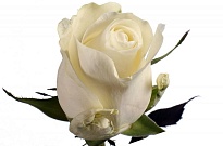 Роза Ivanviv Proud дл.50 25шт