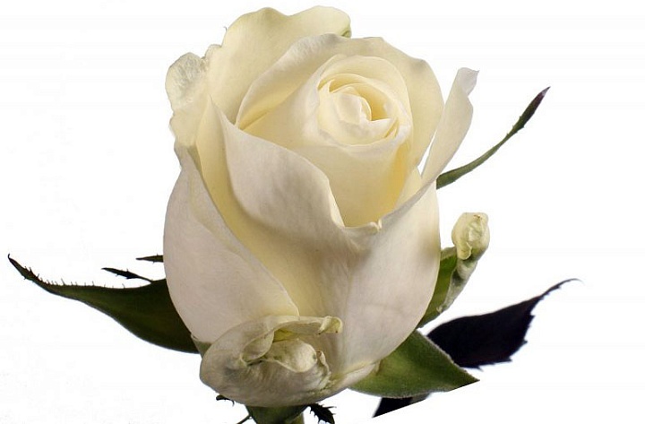 Роза Ivanviv Proud дл.50 25шт