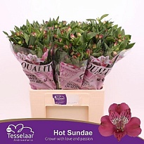 Альстромерия Hot Sundae 10шт