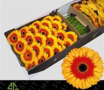 Гербера Candycorn 25шт