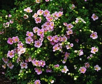 Лапчатка кустарниковая Претти Полли/Цв.Кор