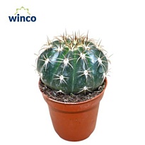 Кактус Мелокактус Курвиспинус d5 h15 20шт