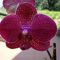 Орхидея Фален. Кимоно 1 так d12 h70 6шт