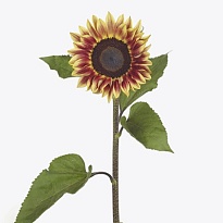 Подсолнух Marley 5шт