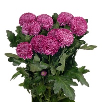 Хризантема одноголовая Roxo 10шт