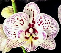 Орхидея Фален. Лампирис 2ст d12 h50-60 10шт