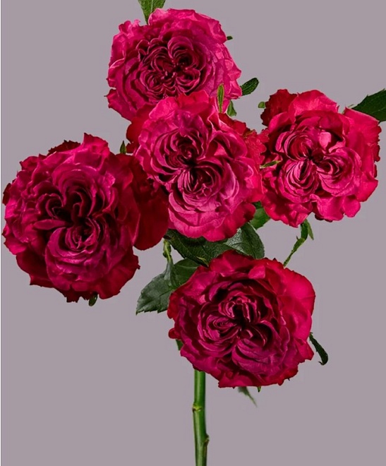 Роза куст. Tessa Be Gracious дл.50 10шт