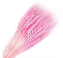 Пшеница сухоцвет 50шт розово-сиреневый