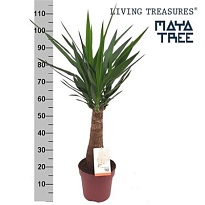 Юкка Майя Три d23 h120 1шт