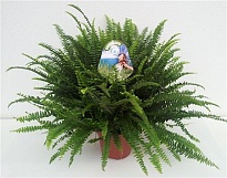 Нефролепис Грин Леди d29 h60 1шт