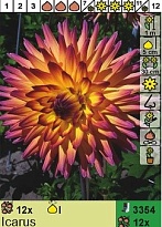 Георгина Икарус кактус. 1шт*