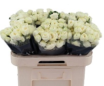Роза кустовая Snowy Trendsetter дл.60 10шт