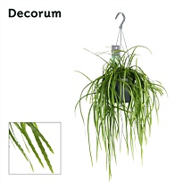 Кактус Кумулопунция Боливиана d5 h10 20шт