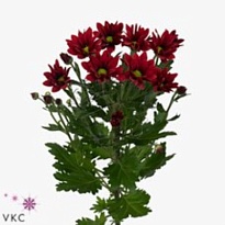 Хризантема кустовая Bontempi 5шт