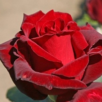 Роза Qualisa Dallas дл.70 25шт