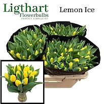 Тюльпан Lemon Ice 10шт