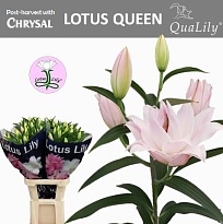 Лилия Dbl Lotus Queen 3/4+ 10шт