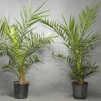 Финик Канарский d14 h80 1шт