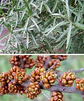 Облепиха Гном (муж)/Цв.Кор