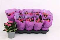 Каланхое Каландива Лена d12 h30 10шт