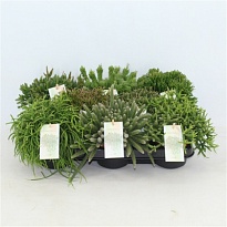 Рипсалис микс d10 h20 10шт