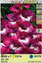 Гладиолус Джо Джо 12/14 7шт*