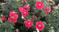 Лапчатка (Potentilla) кустарниковая Данни Бой d9 h30 18шт