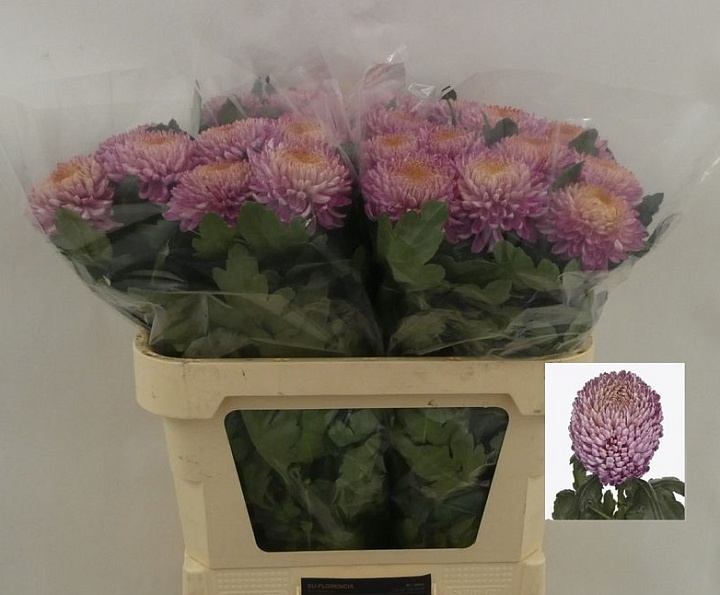 Хризантема одноголовая Bigoudi Pink 10шт