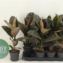 Фикус Эл. Пинк Камуфляж d14 h50 8шт