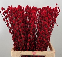 Саликс (крашеный) дл.70 10шт