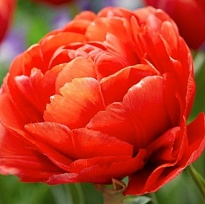 Тюльпан Do Limerick 50шт