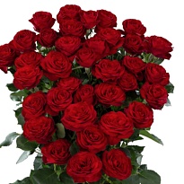 Роза кустовая Red Trendsetter дл.60 5шт