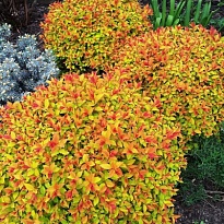 Спирея (Spiraea) японская Голдфлейм d9 h10 18шт