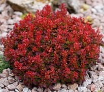 Барбарис (Berberis) тунб. Лютин Руж d17 h30-40 1шт