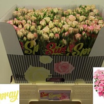 Роза кустовая Creamy Twister дл.60  10шт