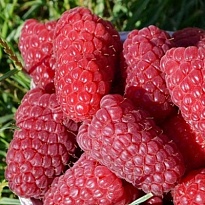 Малина Похвалинка ремонт./Цв.Кор 1шт