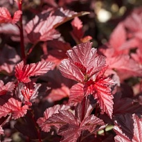 Пузыреплодник (Physocarpus) калинолист. Леди Ин Рэд d9 h20-30 18шт