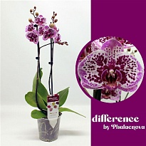 Орхидея Фален. Хэппи Гир 2 ст d12 h60 6шт