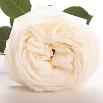 Роза Qualisa Mayras White дл.60 25шт