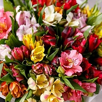 Альстромерия Bella Rosa Mix дл.60 10шт