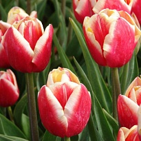 Тюльпан Leen Vd Mark 10шт