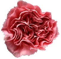 Гвоздика Одноголовая Pink (Damina) (К) дл.65 20шт