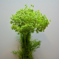 Амми Visnaga 5шт